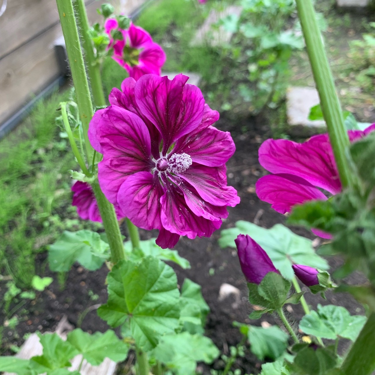 美城ハーブ・野菜