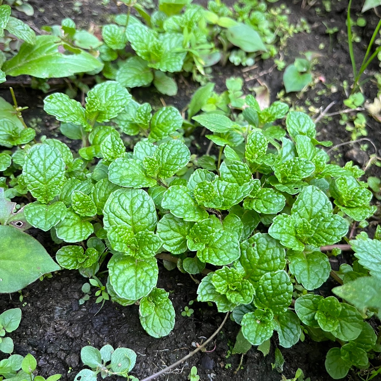 美城ハーブ・野菜