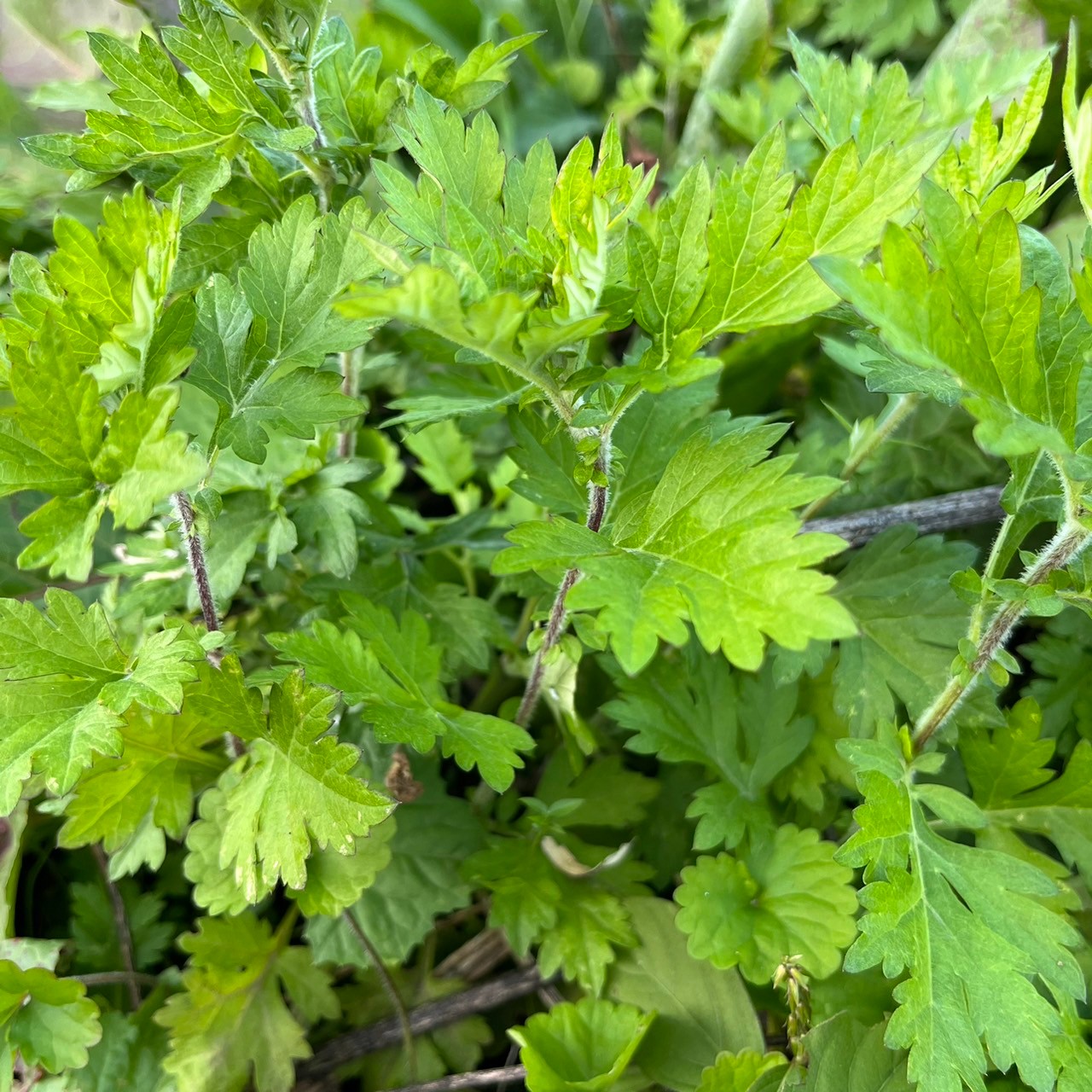 美城ハーブ・野菜