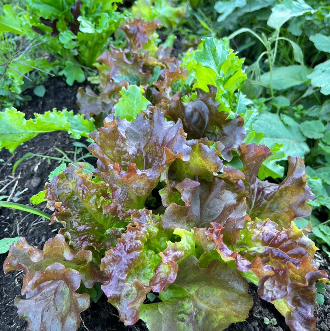 美城ハーブ・野菜