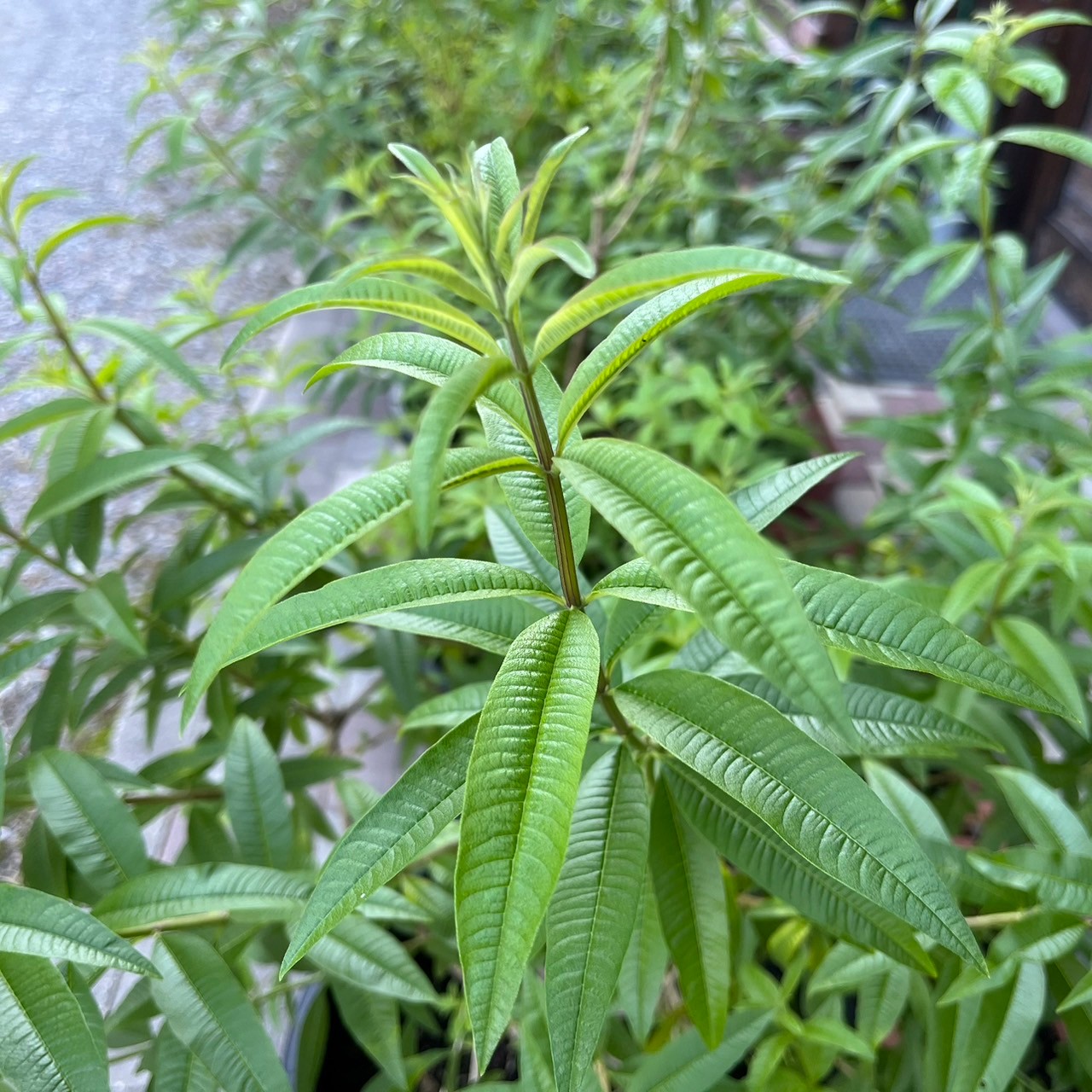 美城ハーブ・野菜