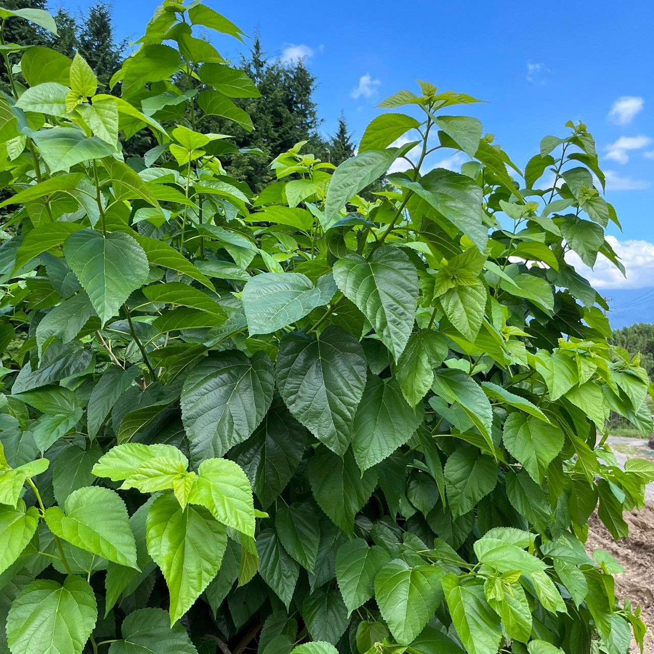 美城ハーブ・野菜