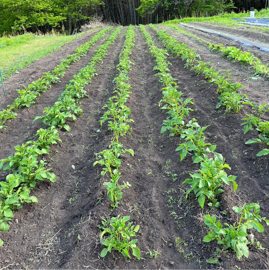 美城ハーブ・野菜