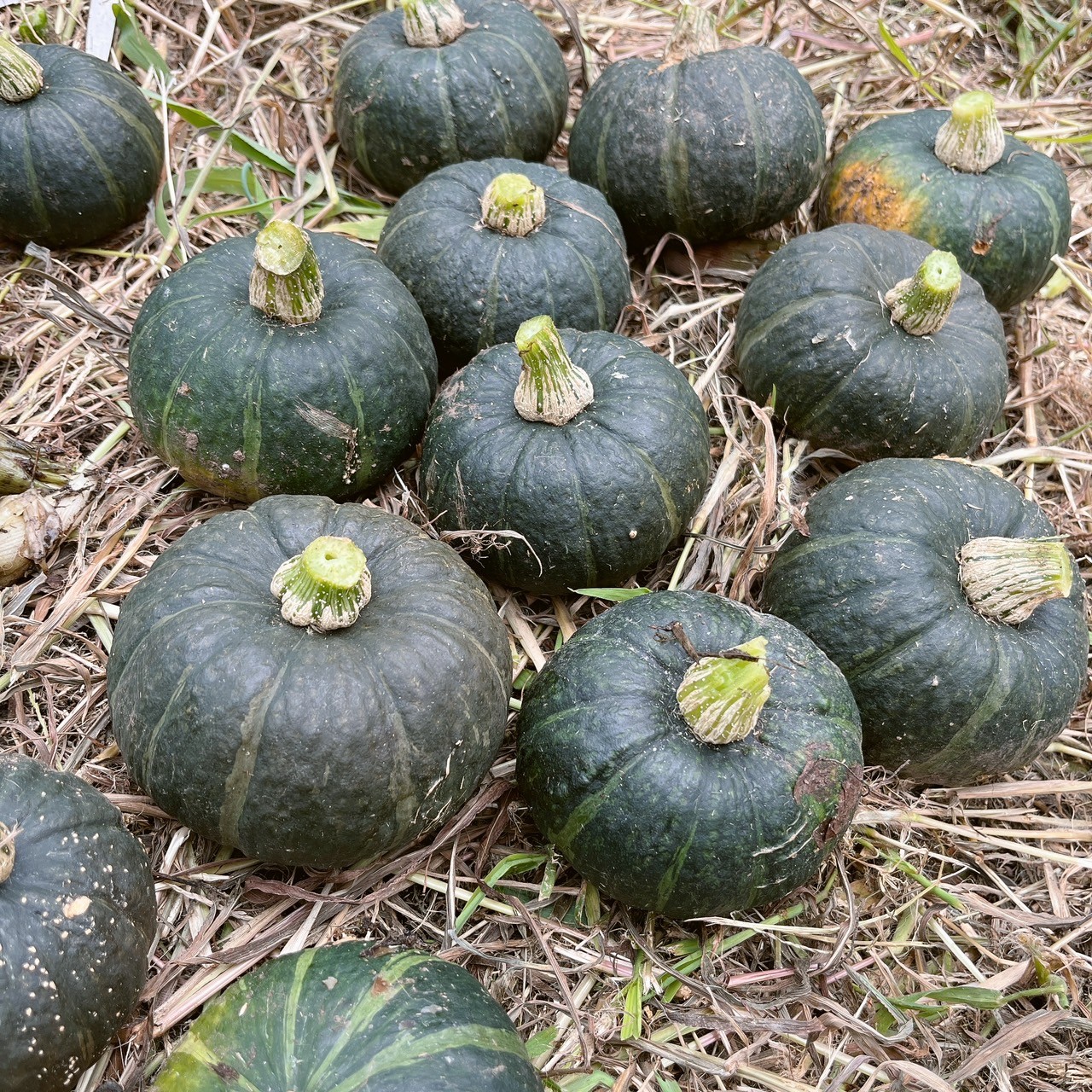 美城ハーブ・野菜