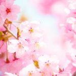 4月イベント「春爛漫!ハンバーグランチコース」のご案内